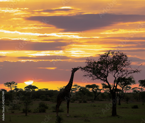 Giraffe at sunset © serge