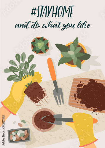 Stay at home. Woman replants houseplant. Vector illustration.