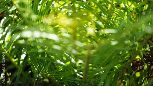 Fern wide depth of field