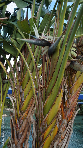 Bird of paradise plant and palm