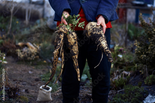 Parsnips on the farmer's hands