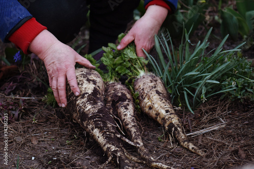 Foto Parsnips on the farmer's hands