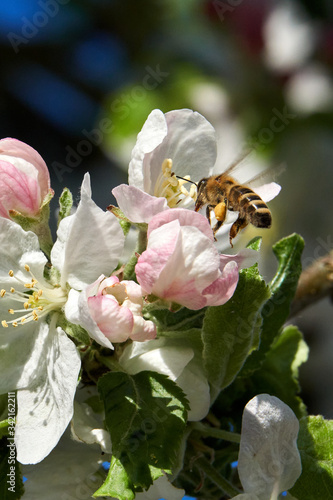 Bees crawl on and in the apple blossom. Collect nectar and flower poles.