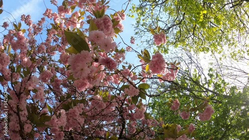 Video of colorful fresh pink blossom tree moving in the wind. Spring tree video with blue sky. Branch moving in the wind.