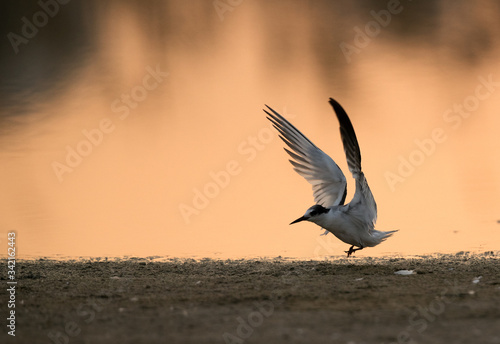 Little tern raising its wings in the morning hours © Dr Ajay Kumar Singh