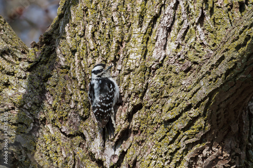 Downy Woodpecker clinging to the textured bark of an old tree. 