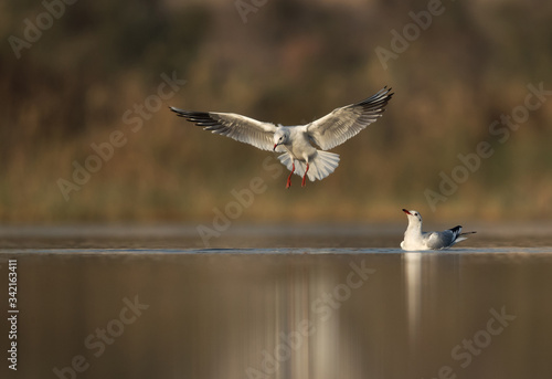 Black-headed gulls fishing photo