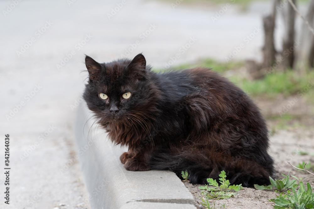 dirty thrown black cat with beautiful eyes sits in the park. furry homeless pet alone on the street