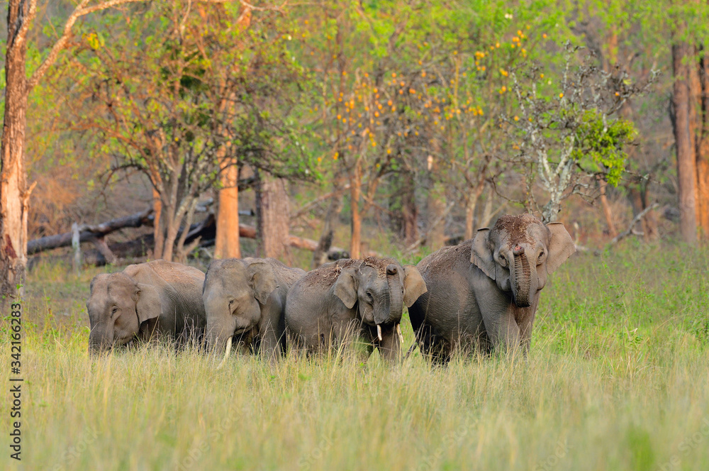 Fototapeta premium Asian Elephants after Rain