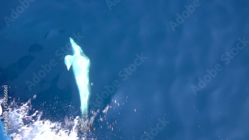 Dolfins playing at the front of a boat in the sea