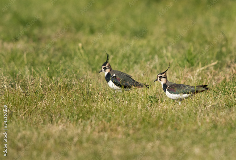 A pair of Northern Lapwing moving on grass A pair of Northern Lapwing moving on grass