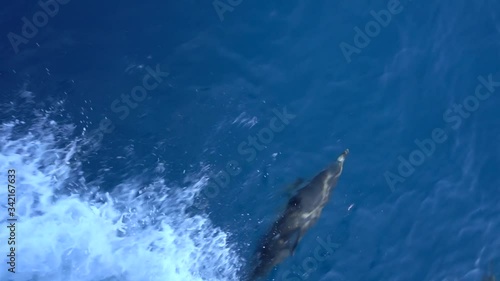 Dolfins playing at the front of a boat in the sea