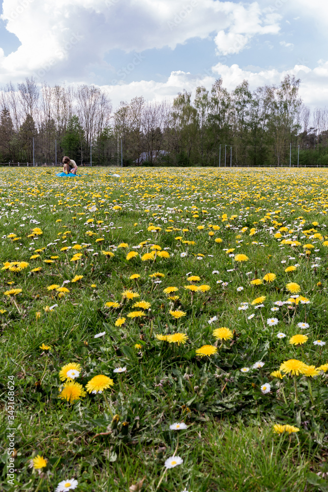 Obraz premium prairie de pissenlits