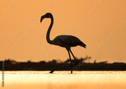 Greater Flamingo in the morning light