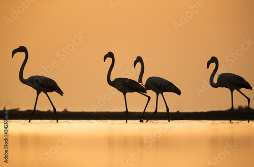 Greater Flamingos and the goden light of morning sun