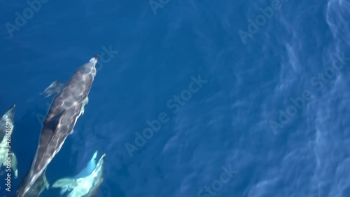 Dolfins playing at the front of a boat in the sea