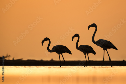 Greater Flamingo in the morning light