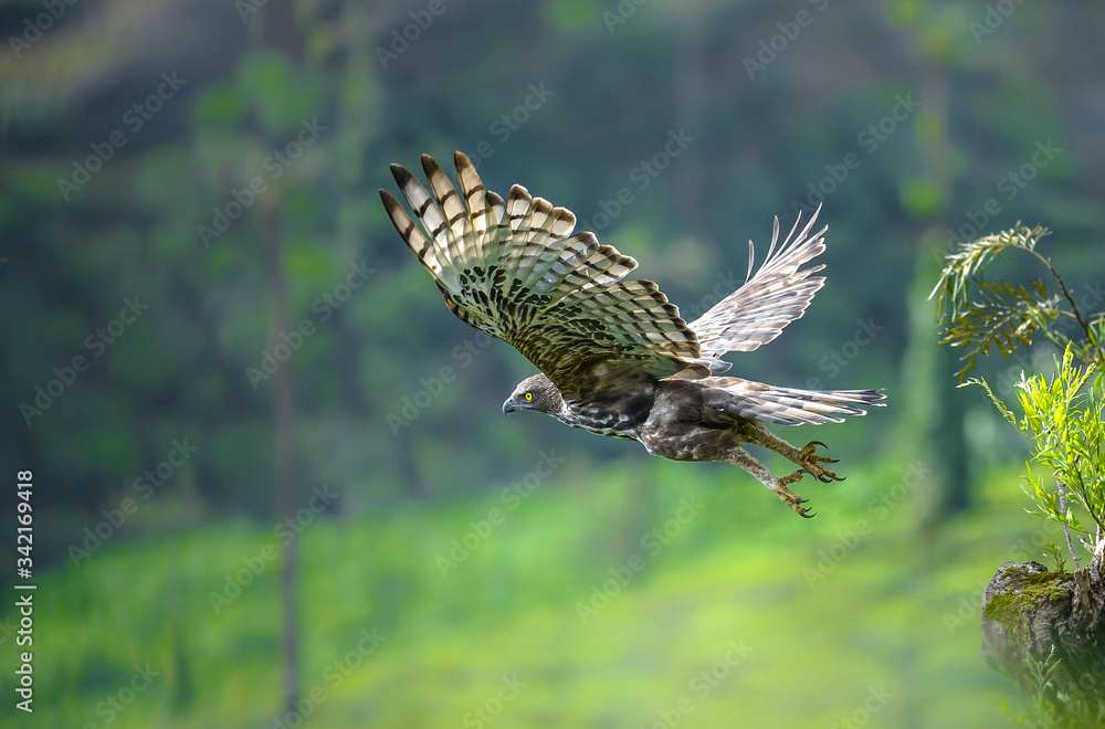 Fototapeta premium Crested Hawk Eagle Flight