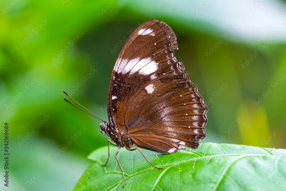Beautiful heliconius butterfly sitting on flower in a summer garden
Beautiful heliconius butterfly sitting on flower in a summer garden