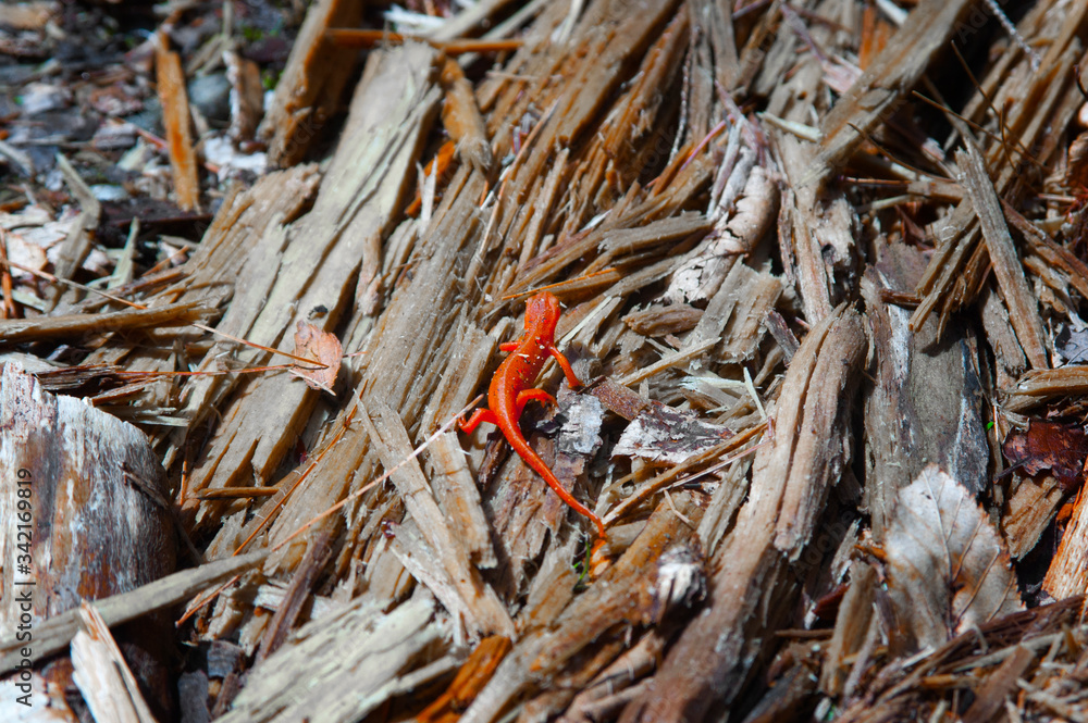 Mountain Upstate New York Adirondacks Hiking