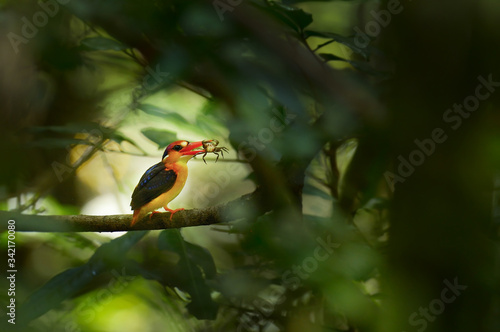 Oriental dwarf kingfisher with kill