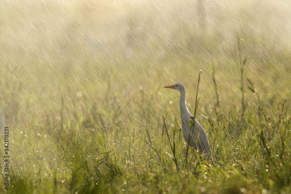 Cattle Egret on green grass and rain by water sprinkler