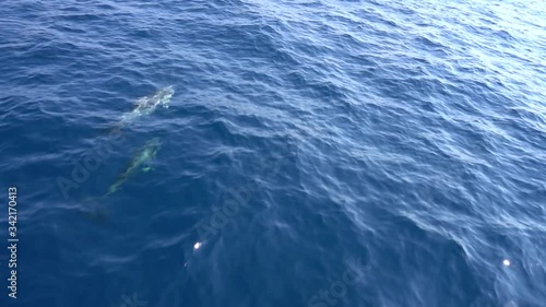 Dolfins playing at the front of a boat in the sea