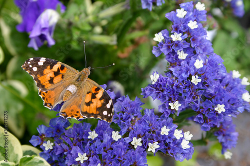butterfly and blue smal flowers in Paris  France