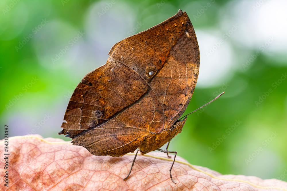 Obraz premium Dead leaf butterfly , Kallima inachus, aka Indian leafwing, standing wings folded on a bamboo branch, dead leaf imitation.