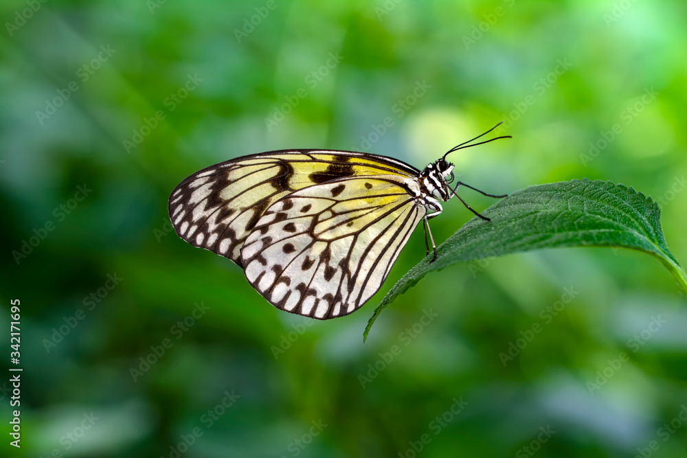 Closeup beautiful butterfly in a summer garden
Closeup beautiful butterfly in a summer garden