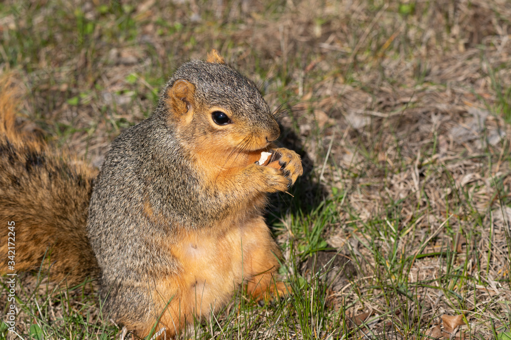 Squirrel eats a nut in the park Squirrel eats a nut in the park