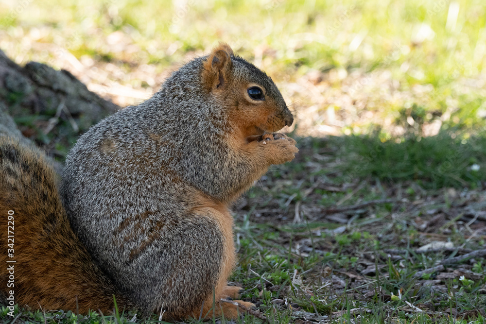 Fototapeta premium Squirrel eats a nut in the park