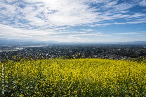 Mustard wildflower meadow hillside with and suburban north Los Angeles in background.