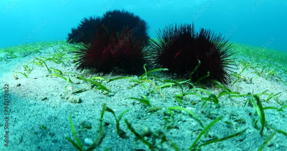 sea urchin mating together red illuminate on grassy bottom underwater shiny sea urchin mating together red illuminate on grassy bottom underwater shiny