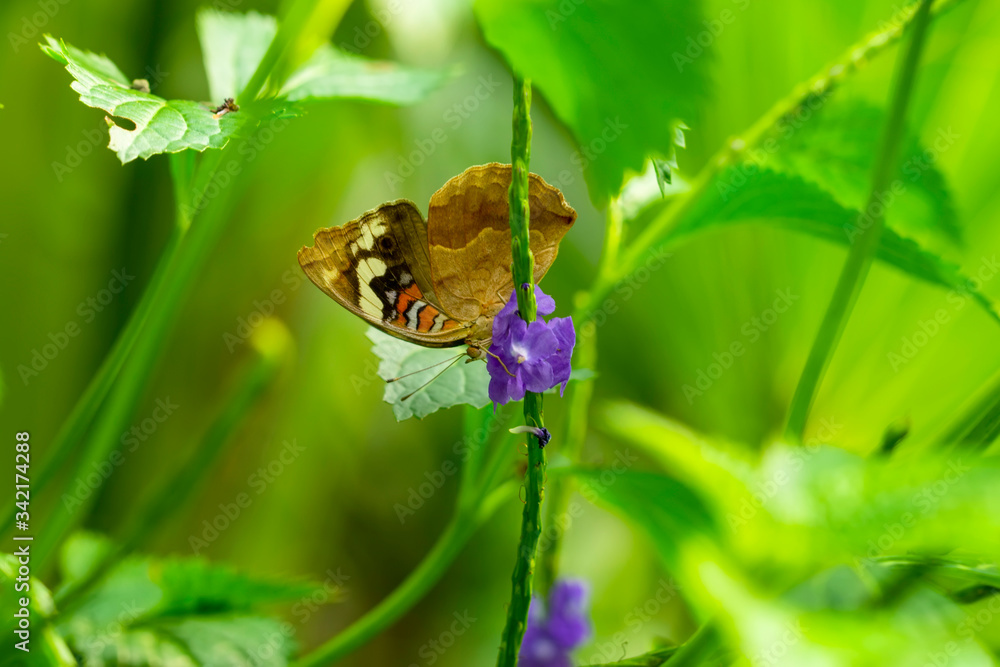 Closeup beautiful butterfly in a summer garden
Closeup beautiful butterfly in a summer garden