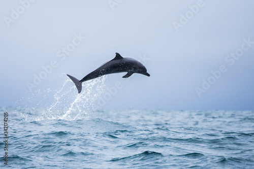 Happy wild pantropical spotted dolphin  Stenella attenuata  jumps free near a whale watching boat in the middle of the Pacific coast off Uvita  in Costa Rica.