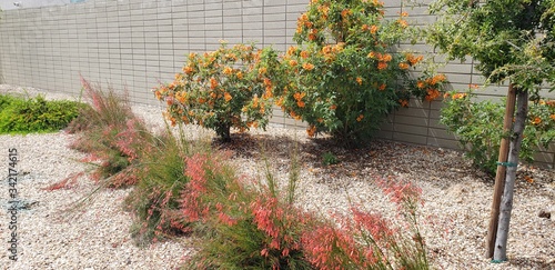 A dry garden in a suburban cul-de-sac outside Phoenix, Arizona. The garden is in bloom with red, flowering plants in front and orange, flowering bushes in the background. photo