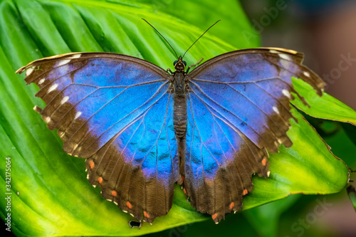 Blue Morpho, Morpho peleides, big butterfly sitting on green leaves, beautiful insect in the nature habitat