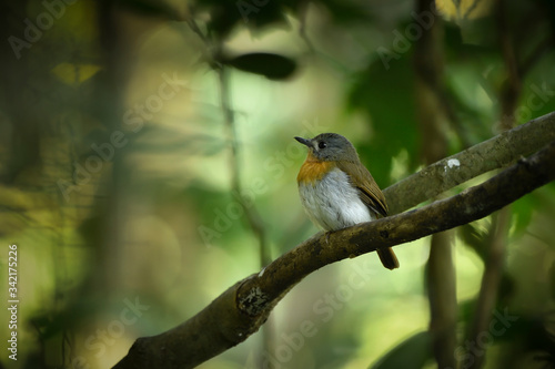 White bellied blue flycatcher