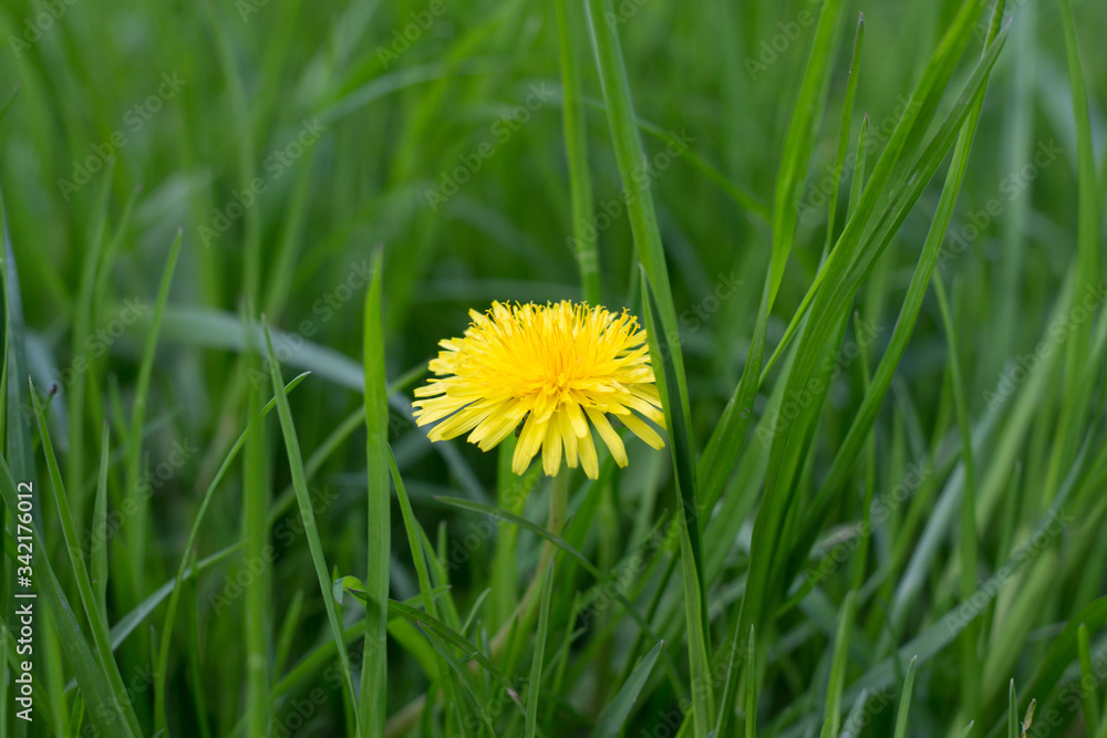 yellow dandelion in green grass yellow dandelion in green grass