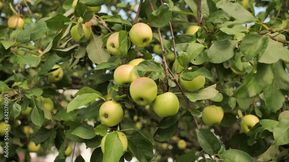 Ripe apples on an apple tree at the end of summer in the garden. Ripe apples on an apple tree at the end of summer in the garden.