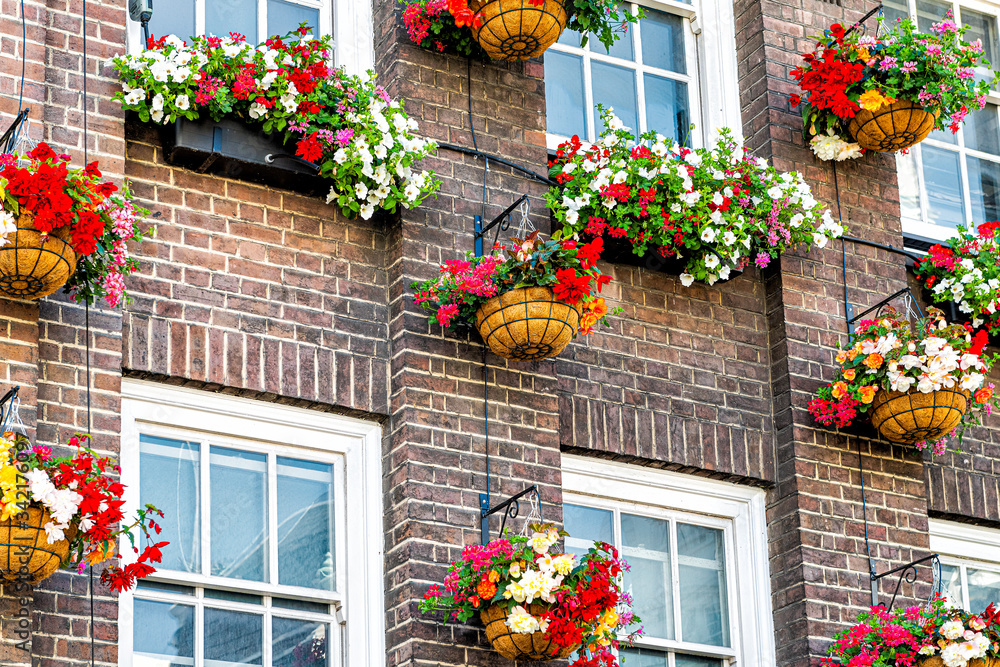 Flower box colorful decorations on windows summer day with brick architecture in London, UK neighborhood district of Kensington