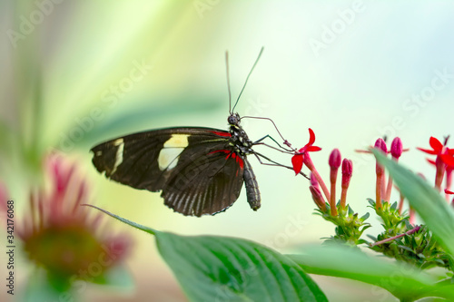 Beautiful  heliconius  butterfly  sitting on flower in a summer garden   © blackdiamond67