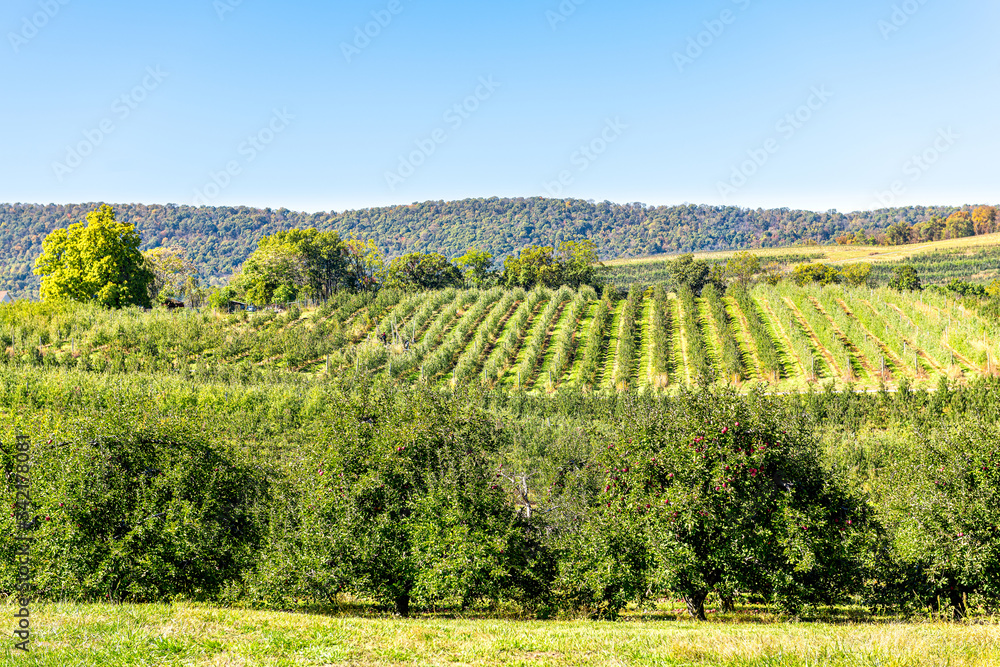 Apple orchard with many green trees pattern and fruit garden in autumn fall farm countryside in Virginia with rolling hills landscape view