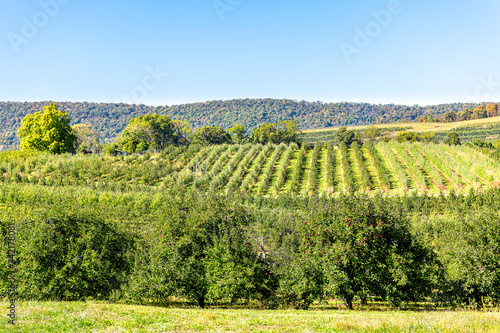 Apple orchard with many green trees pattern and fruit garden in autumn fall farm countryside in Virginia with rolling hills landscape view