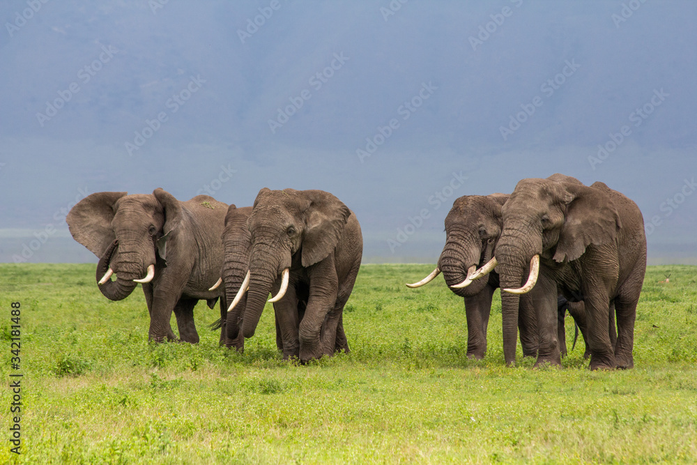 Obraz premium Elephant herd