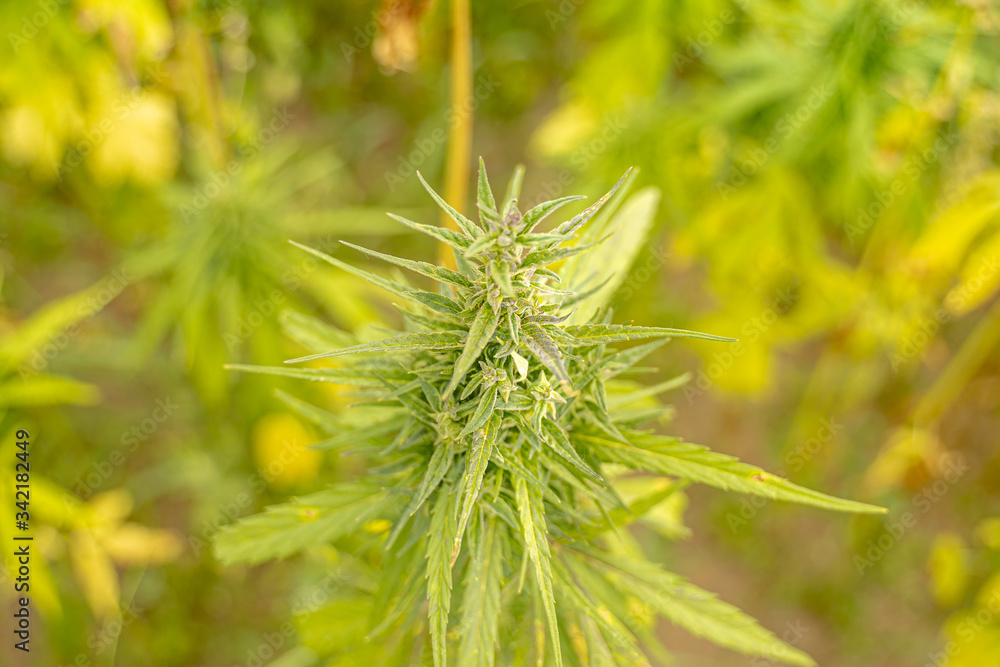 Hanf, Hemp, Cbd, Plant, Grow, Thc, Hempseed, Hempplant, Green, Grow, Sativa, Cbdoil, Cannabidiol, Hanf, Hemp, Cbd, Plant, Grow, Thc, Hempseed, Hempplant, Green, Grow, Sativa, Cbdoil, Cannabidiol,