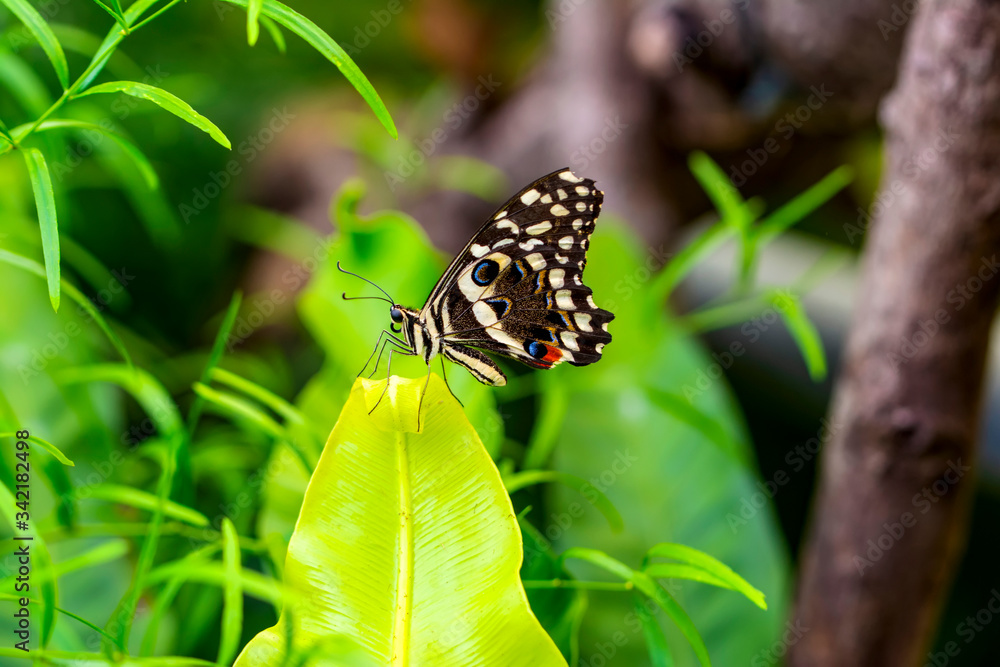 Closeup beautiful butterfly in a summer garden
Closeup beautiful butterfly in a summer garden