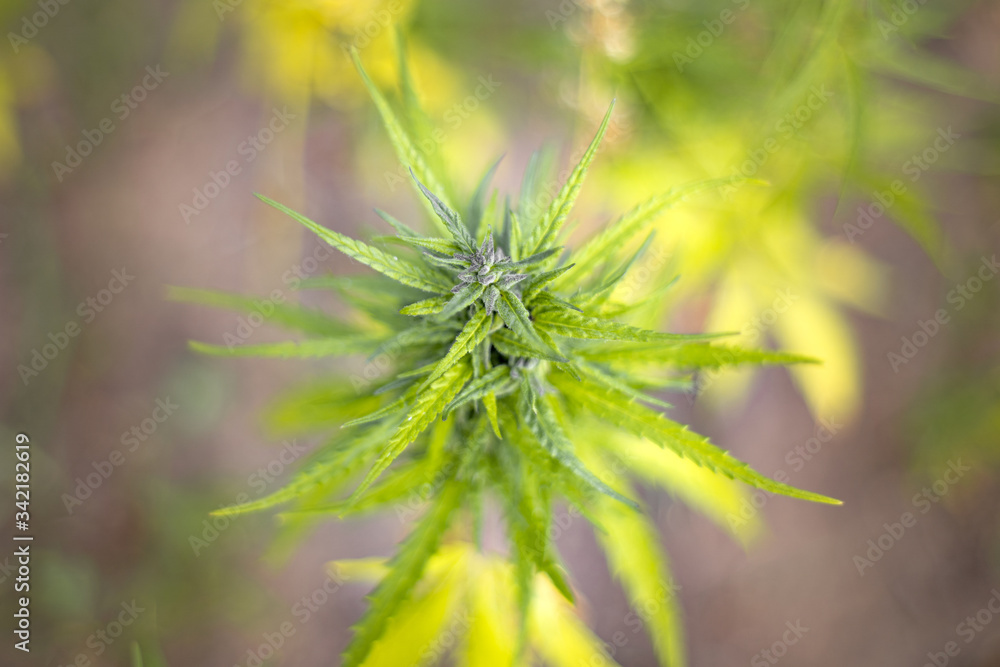 Hanf, Hemp, Cbd, Plant, Grow, Thc, Hempseed, Hempplant, Green, Grow, Sativa, Cbdoil, Cannabidiol, Hanf, Hemp, Cbd, Plant, Grow, Thc, Hempseed, Hempplant, Green, Grow, Sativa, Cbdoil, Cannabidiol,