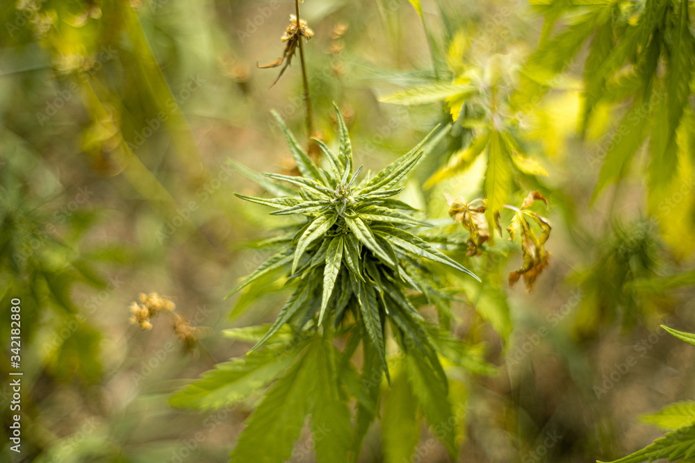 Hanf, Hemp, Cbd, Plant, Grow, Thc, Hempseed, Hempplant, Green, Grow, Sativa, Cbdoil, Cannabidiol, Hanf, Hemp, Cbd, Plant, Grow, Thc, Hempseed, Hempplant, Green, Grow, Sativa, Cbdoil, Cannabidiol,